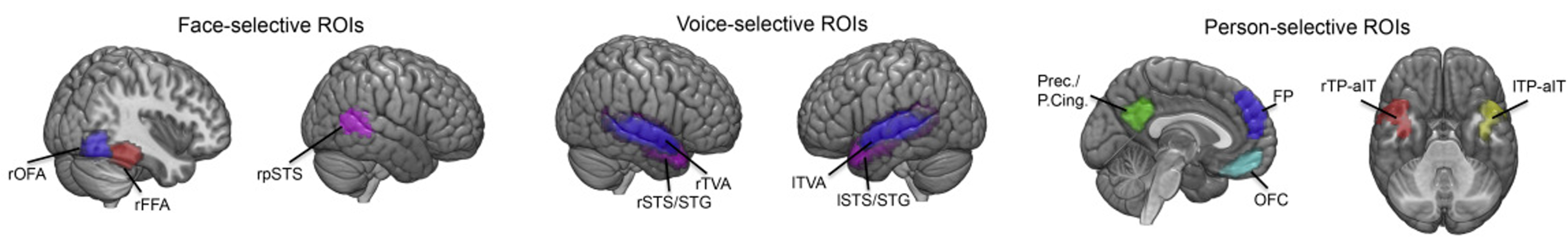 ROIs used in our study